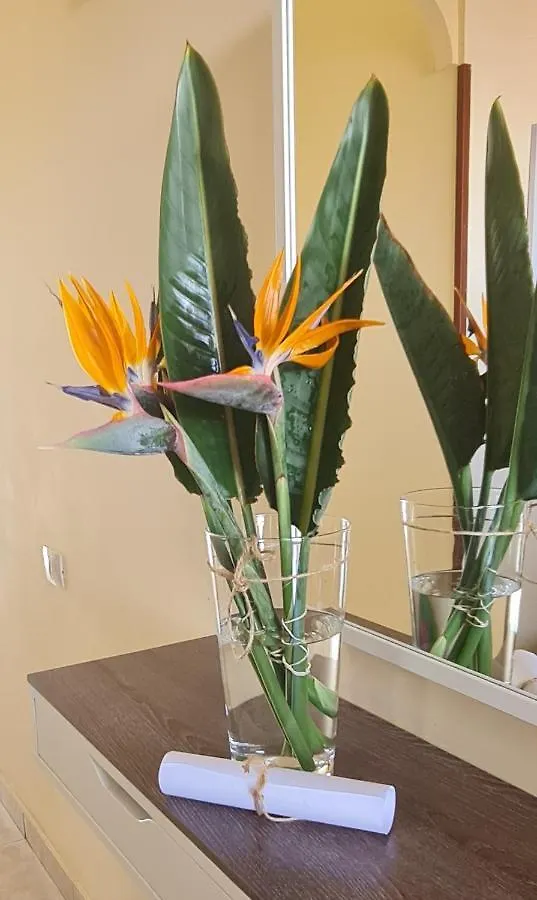 Apartamentos Strelitzias Πλάγια ντελ Ινγκλές Διαμέρισμα